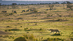 African leopard