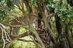 African leopard