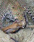 African leopard