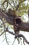 African leopard
