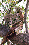 African leopard