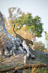 African leopard