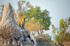African leopard