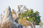 African leopard