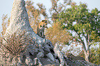 African leopards