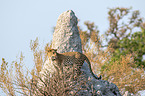 African leopard