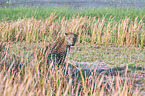 African leopard