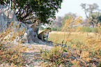 African leopards