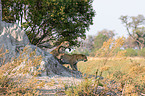 African leopards