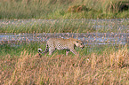 African leopard
