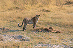 African leopard
