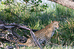 African leopard