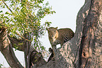 African leopard