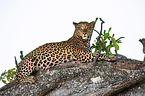African leopard