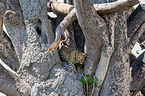 African leopard