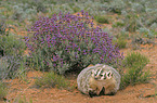 American badger
