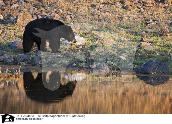 american black bear / HJ-03835