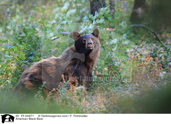 Amerikanischer Schwarzbär / American Black Bear / FF-04871
