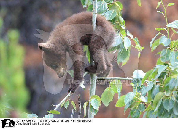 junger Amerikanischer Schwarzbr / American black bear cub / FF-06676