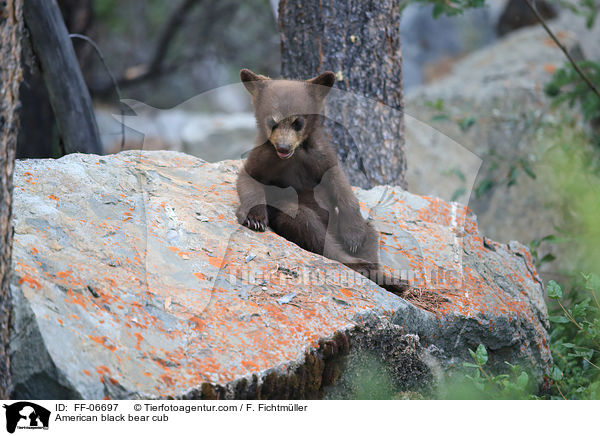 junger Amerikanischer Schwarzbr / American black bear cub / FF-06697