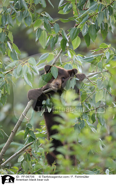 American black bear cub / FF-06706