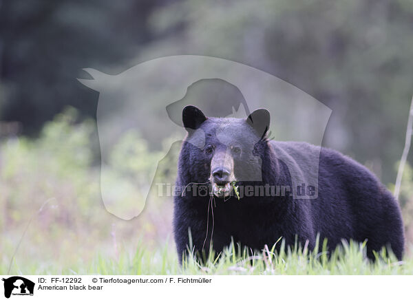 American black bear / FF-12292