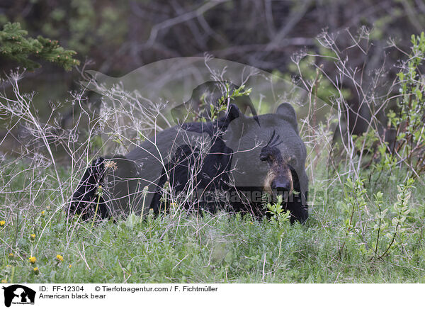 American black bear / FF-12304