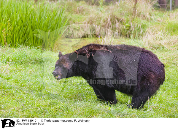 American black bear / PW-13910