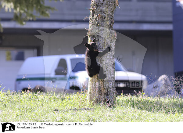American black bear / FF-12473