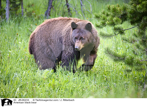 American black bear / JR-06233