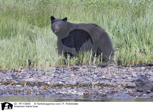Amerikanischer Schwarzbr / American black bear / FF-13958