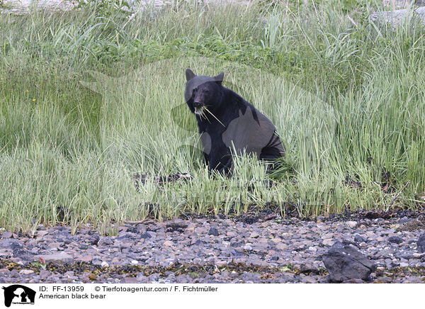 Amerikanischer Schwarzbr / American black bear / FF-13959