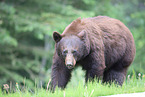 American black bear