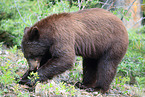 American black bear