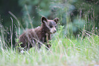 American black bear cub