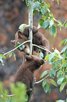 American black bear cubs