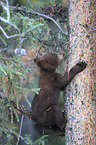 American black bear cub