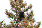 American black bear cub