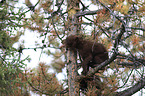 American black bear cub