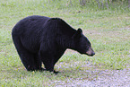American black bear