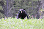American black bear