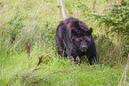 American black bear