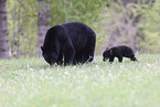 American black bears