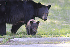 American black bears