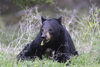 American black bear