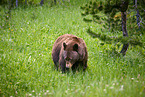 American black bear