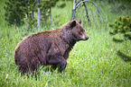 American black bear