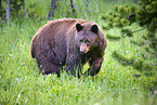 American black bear