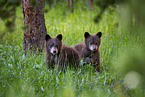 American black bears