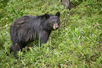 American black bear